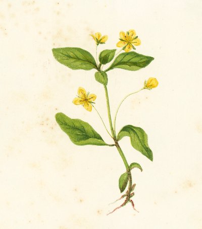 Lisimaquia de Bosque, Lysimachia Nemorum de English School